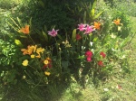 fiori-giardino-ninfa.jpg